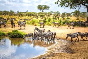 Tanzania Safari Tour