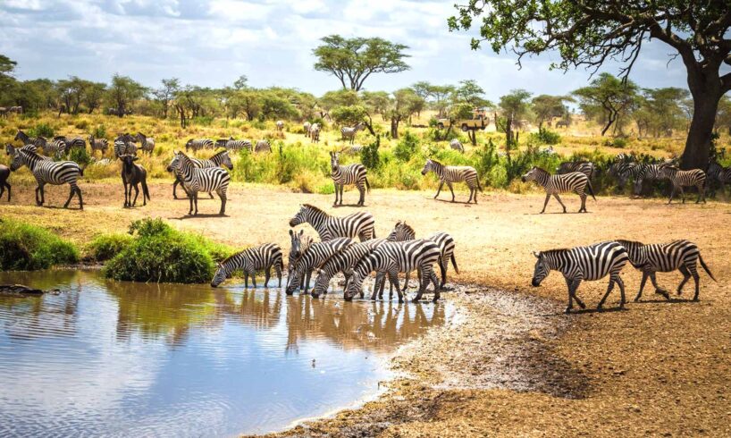 Tanzania Safari Tour