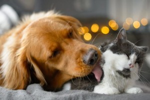 Aromatherapy for Cats and Dogs